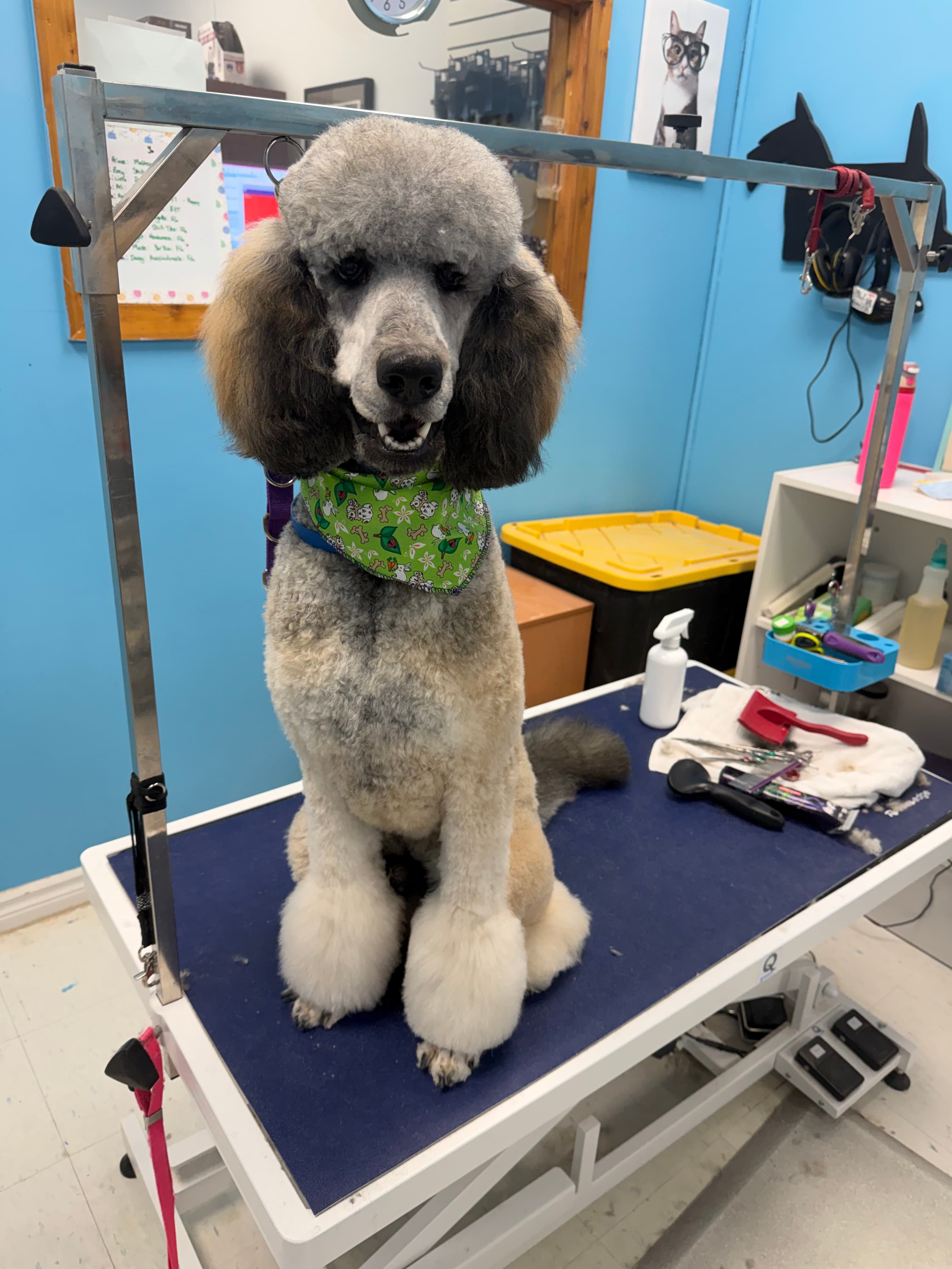 A grey poodle with a rounded topknot and neatly shaped legs after grooming by Yu Yu
