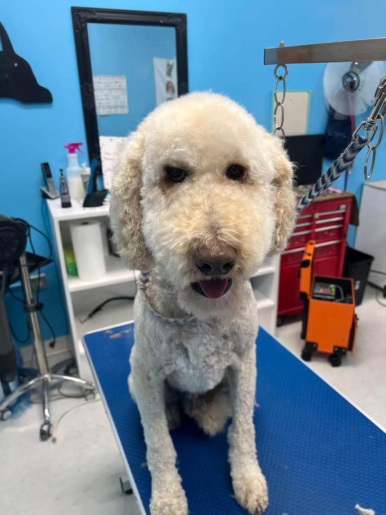 An apricot poodle with a softly rounded face and neat body trim after grooming by Ling