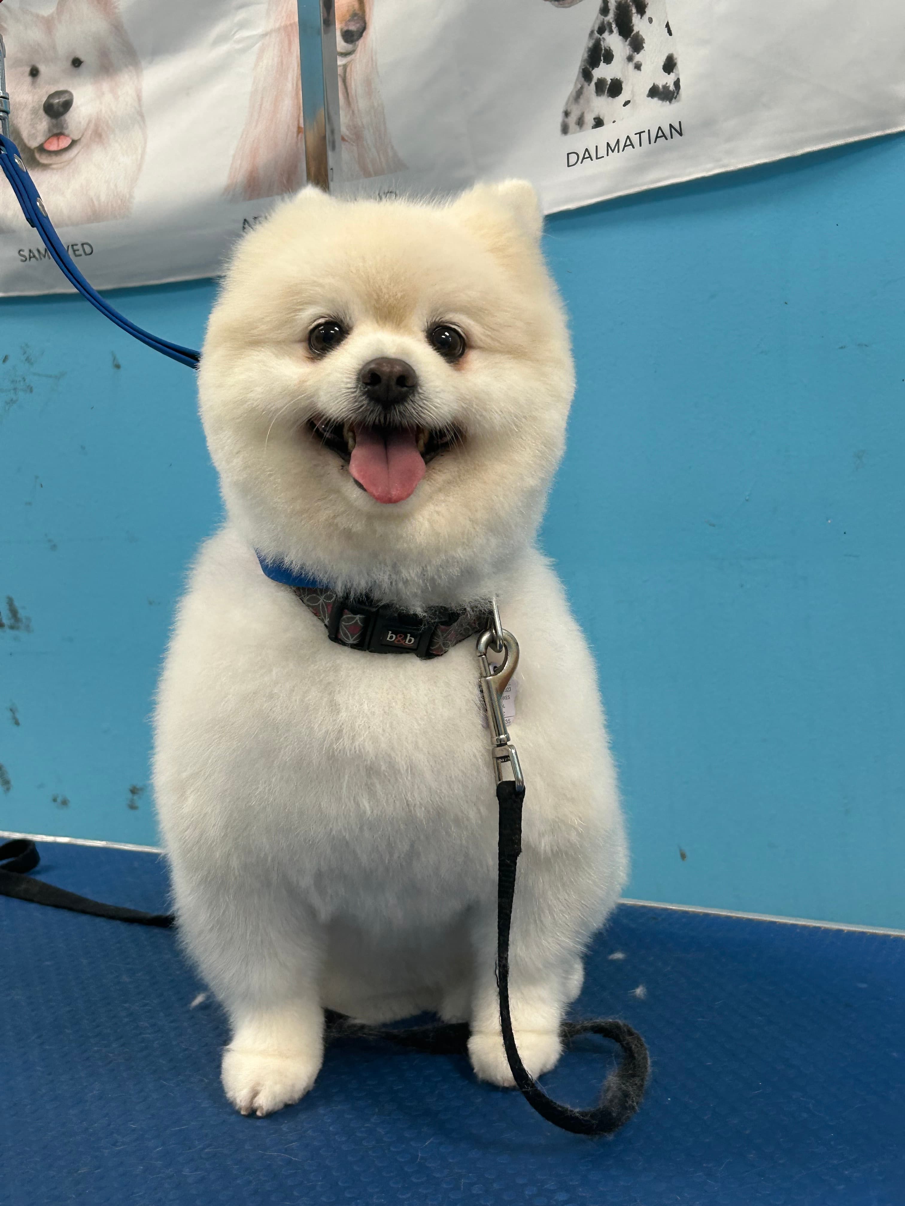 A brown dog with a rounded face and even coat after grooming by Zandy