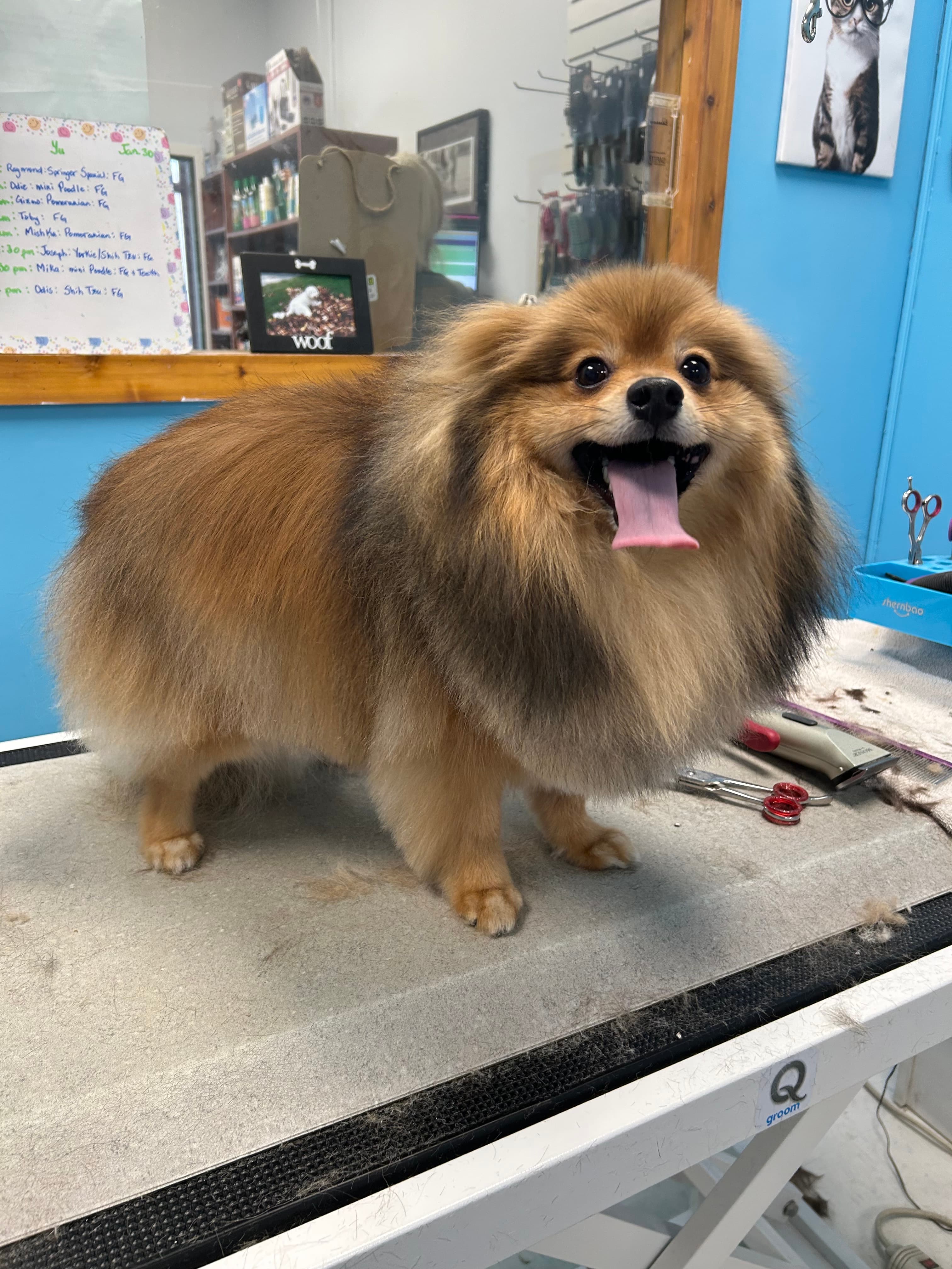 A smiling brown dog with a rounded, sculpted coat after grooming by Yu Yu
