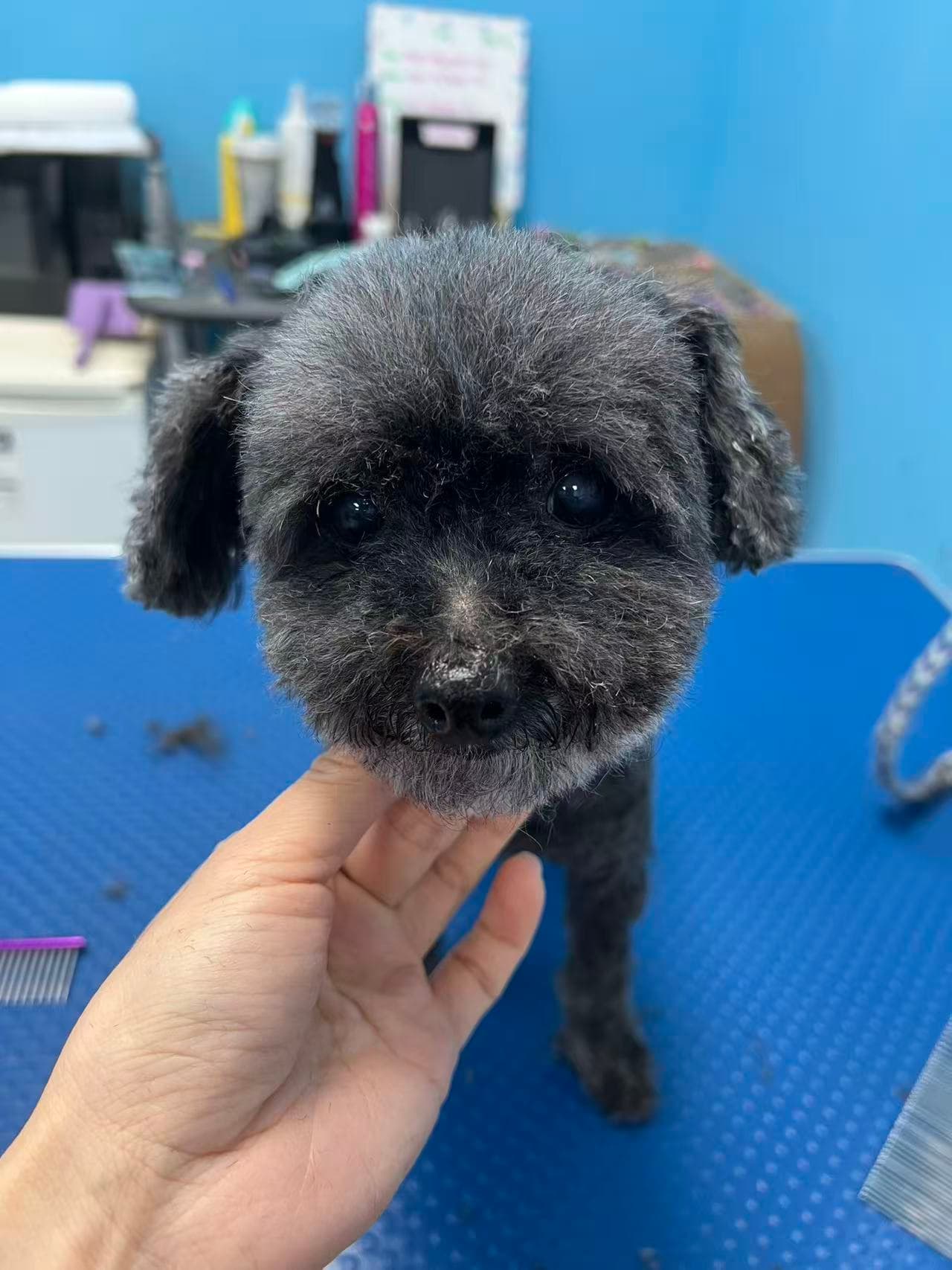 A small dark dog with a softly rounded face and neat short coat after grooming by Ling