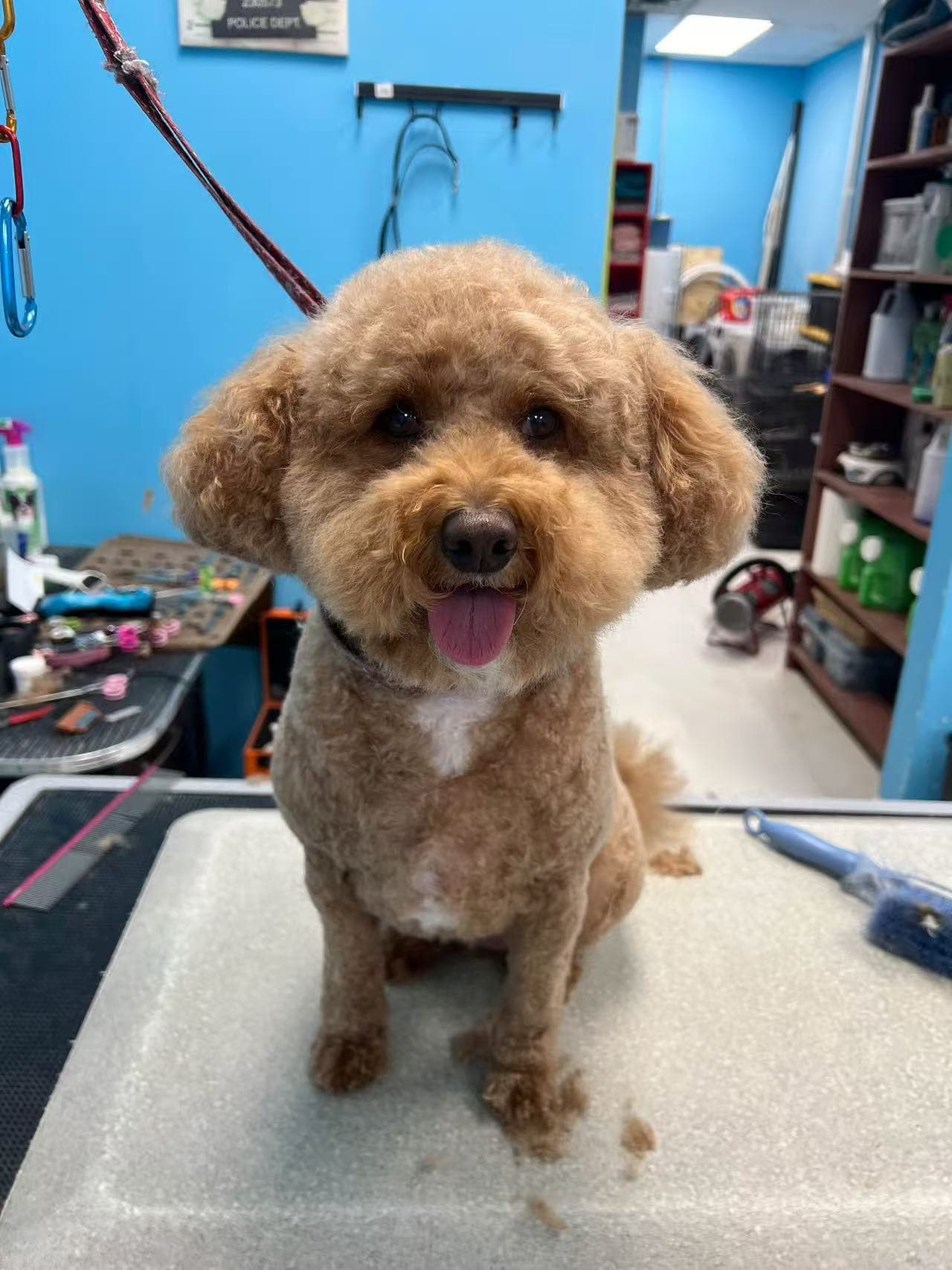A white poodle with a rounded head and evenly finished coat after grooming by Ling