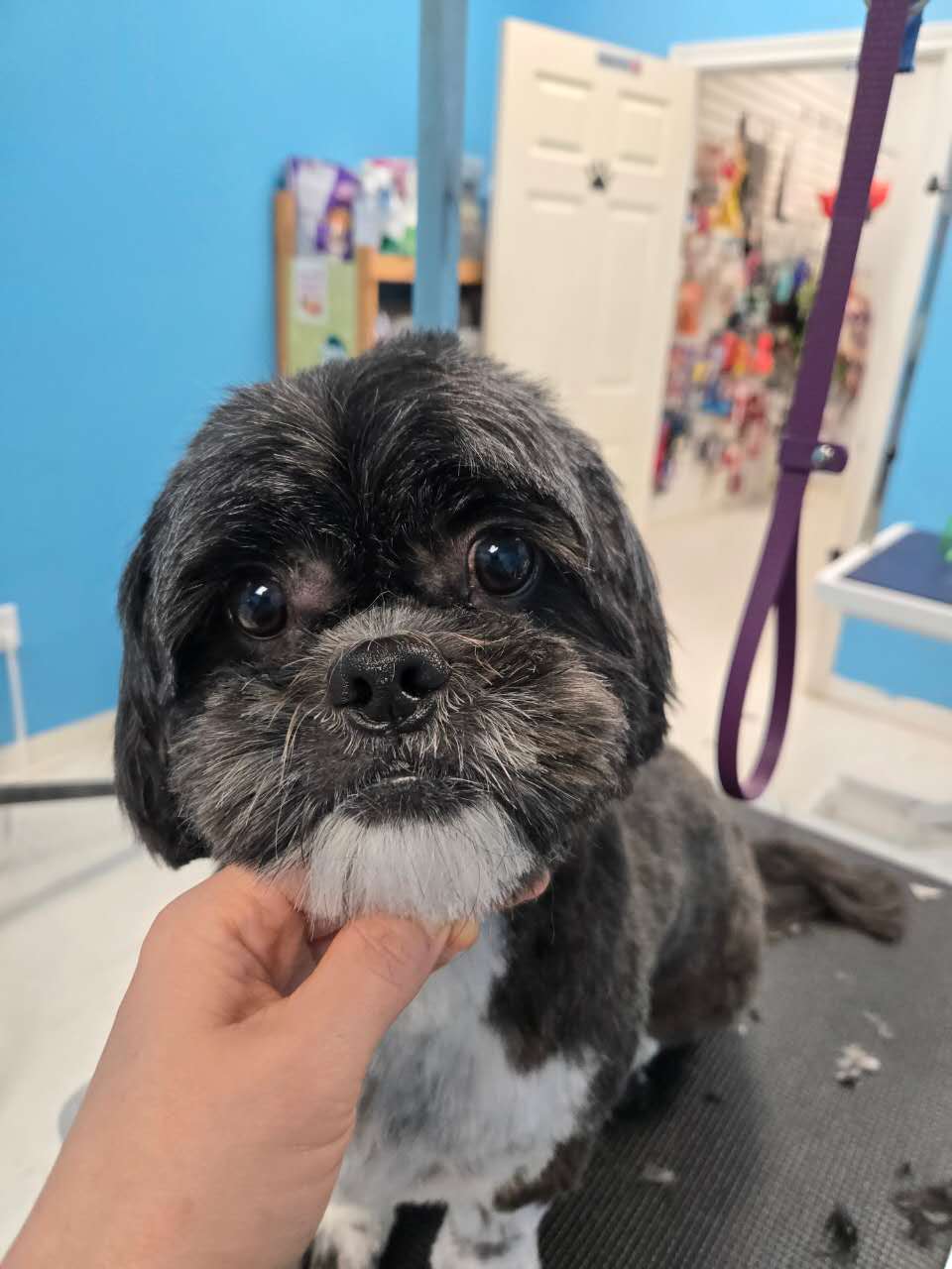 A small dark dog with a neat face and white chin after grooming by Zandy