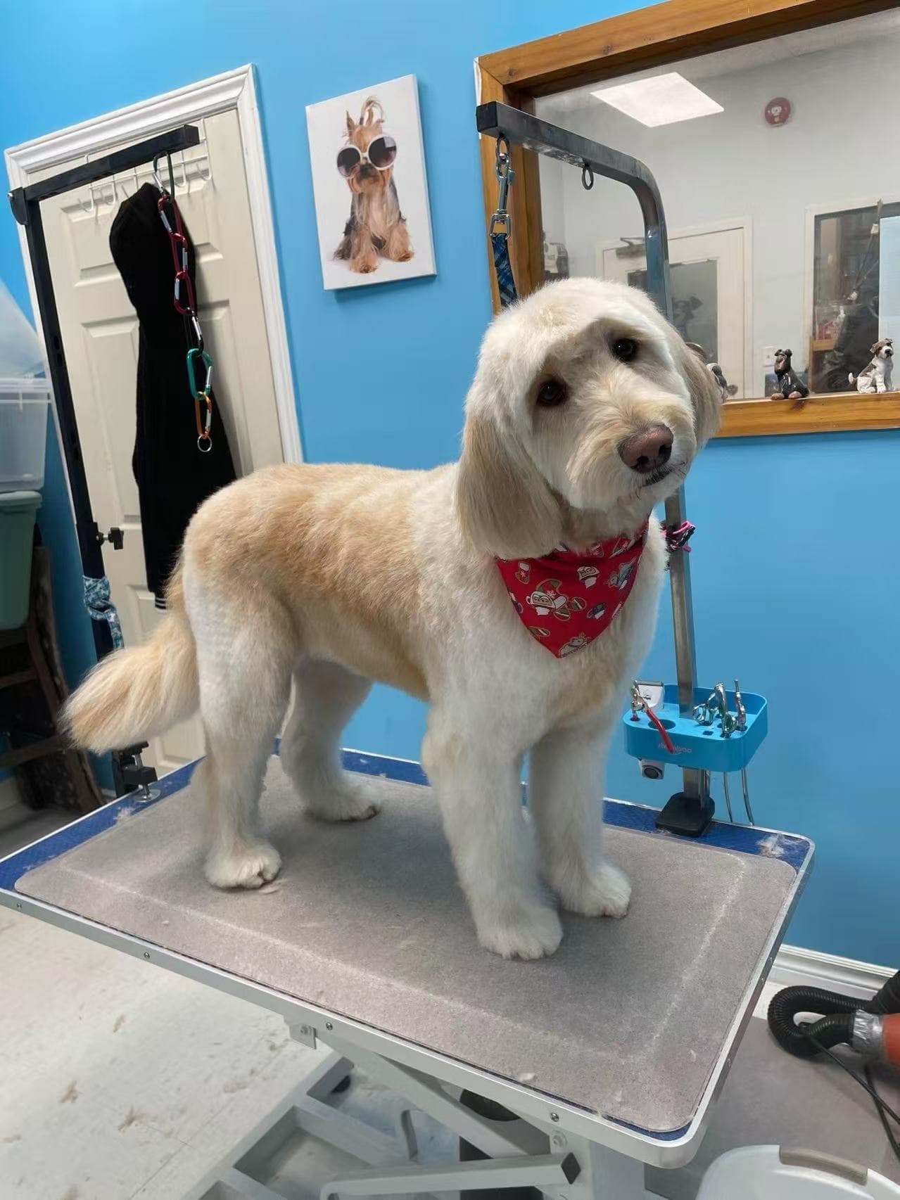 A cream-coloured dog with an even trim and softly shaped face after grooming by Yu Yu