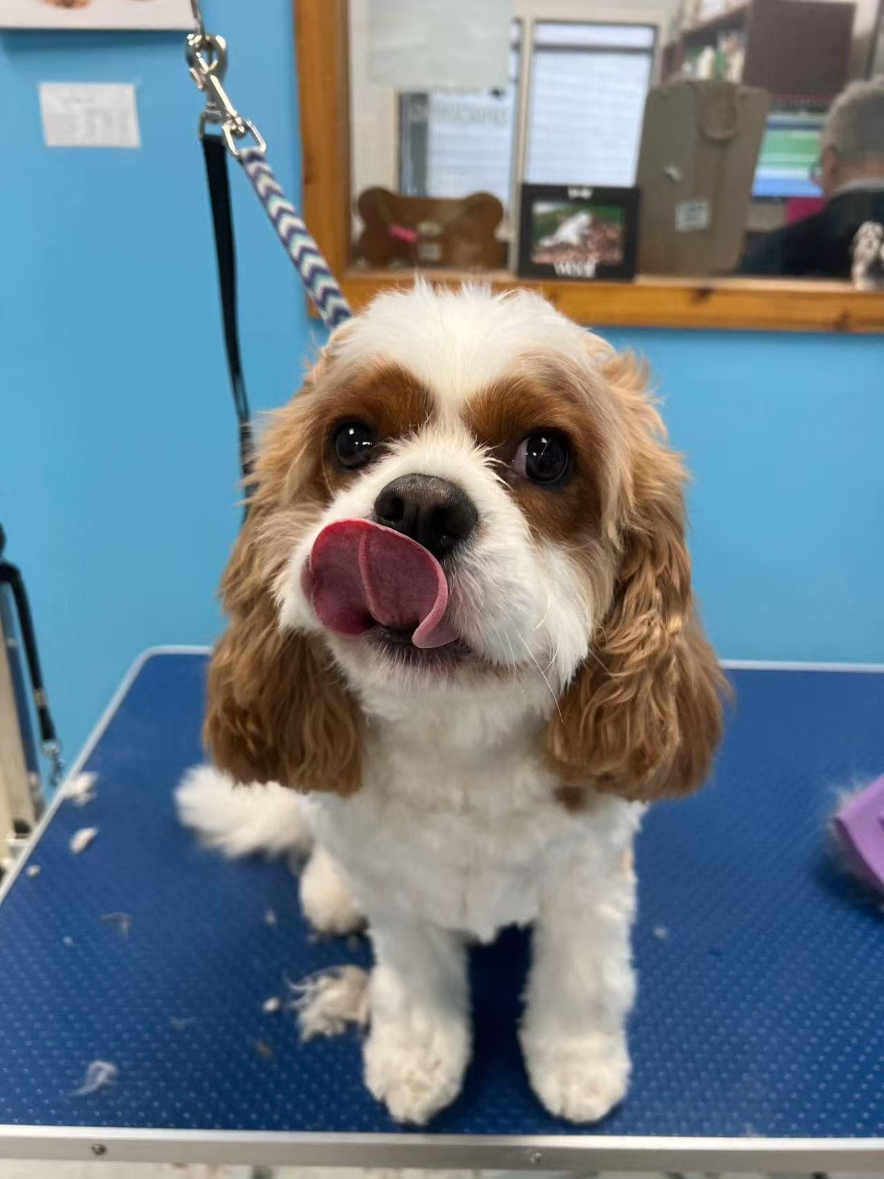 A brown and white Cavalier with neatly finished ears, paws and coat after grooming by Ling