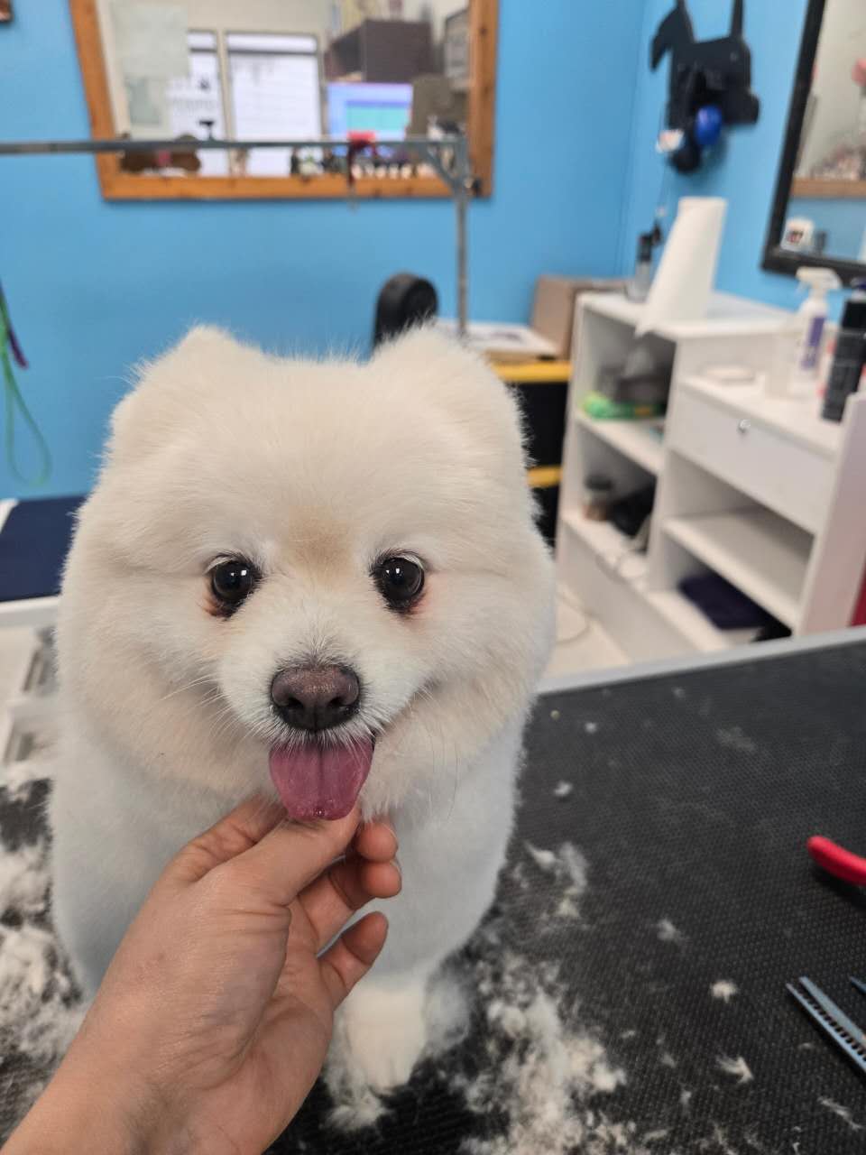 A fluffy white dog with a rounded finish after grooming by Zandy