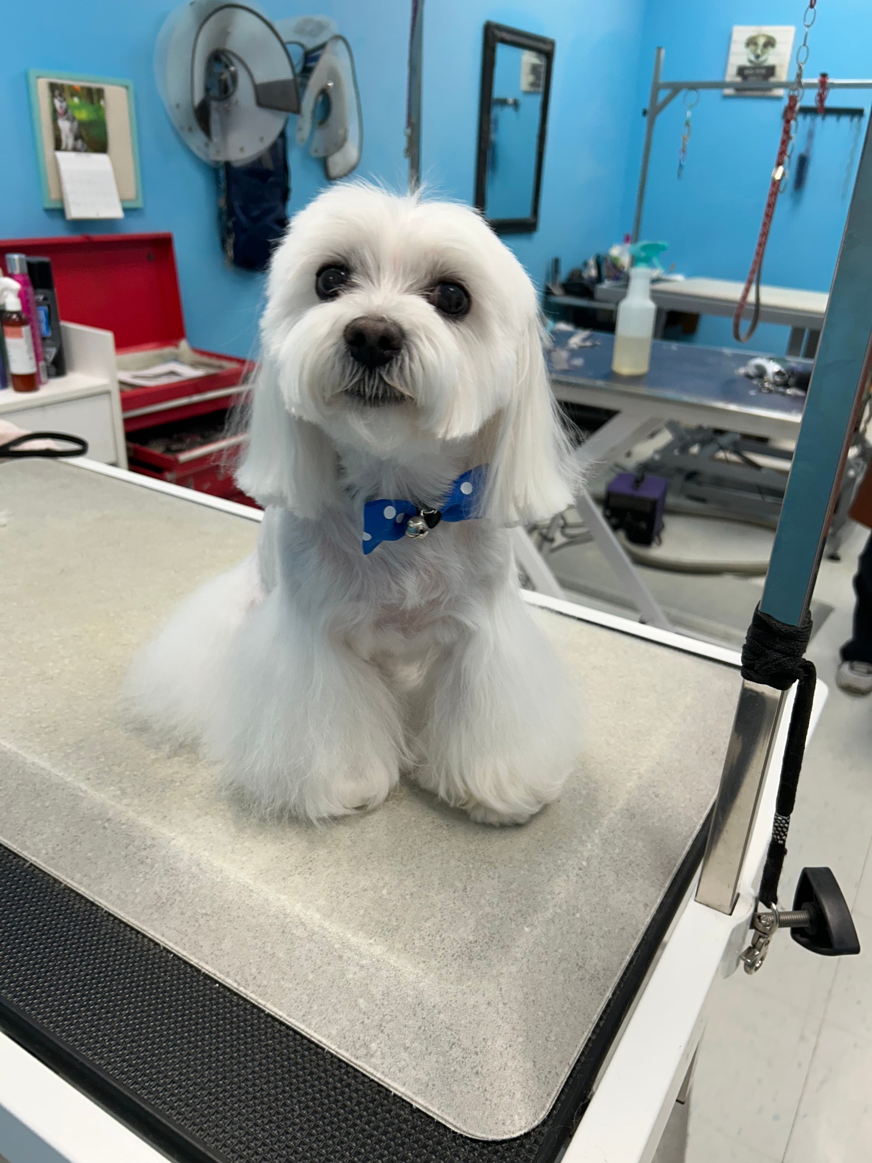 A small white dog with a silky, symmetrical finish and blue bow after grooming by Yu Yu