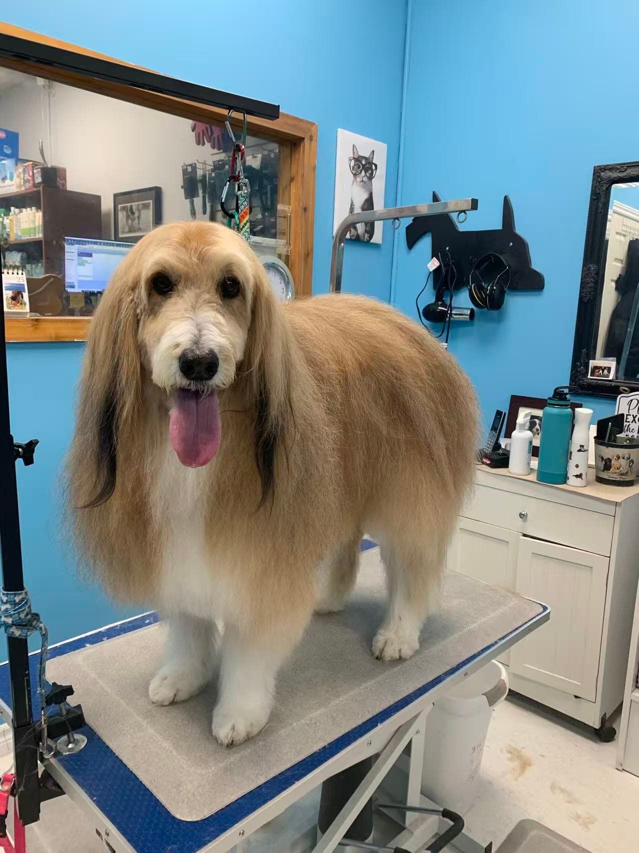 A large tan hound with a long, carefully brushed coat after grooming by Yu Yu