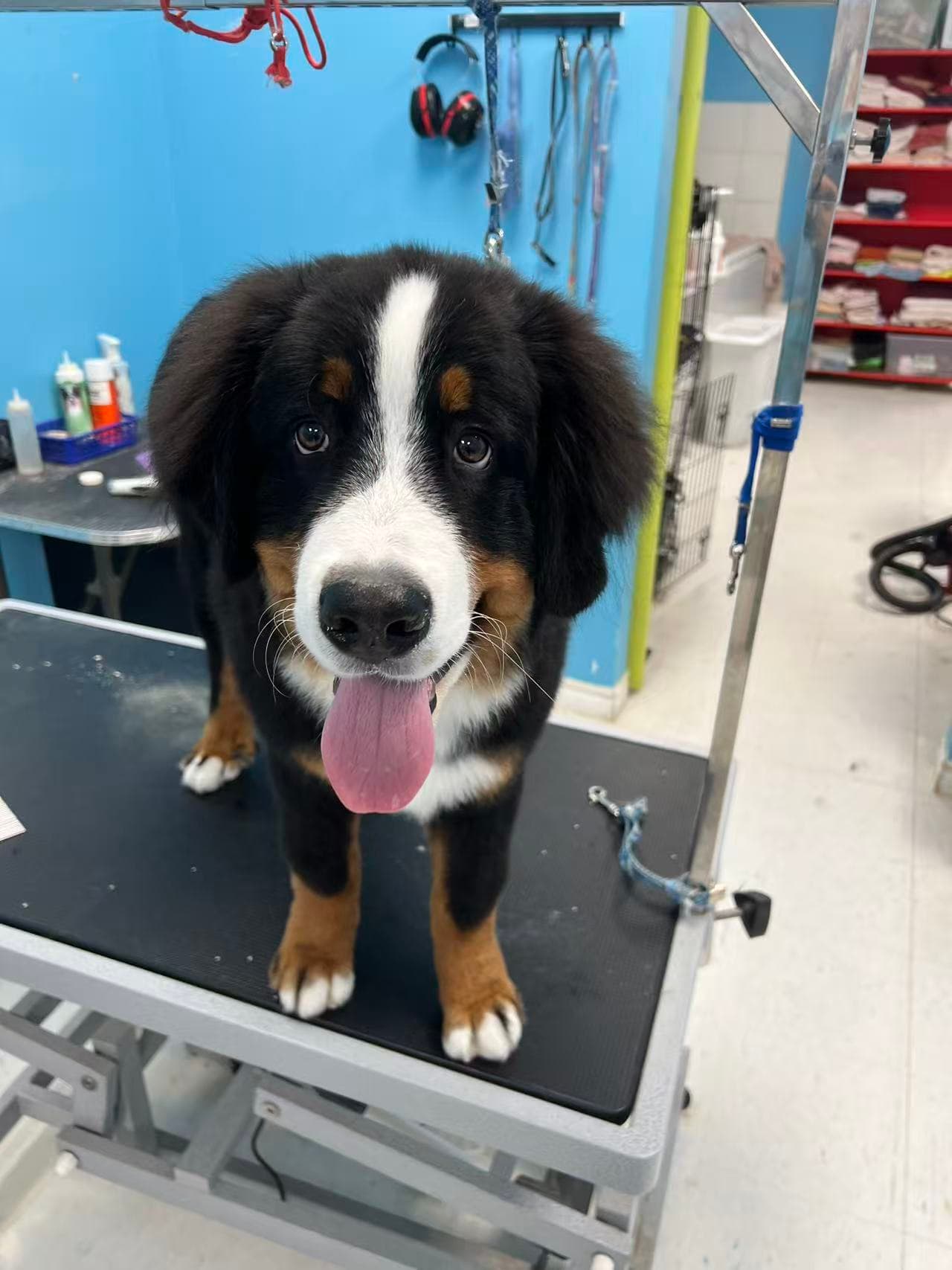 A large black, white and brown Bernese mountain dog with a clean, brushed coat after grooming by Ling