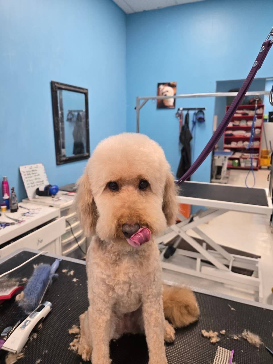 A cream-coloured dog with a rounded head and tidy body trim after grooming by Zandy