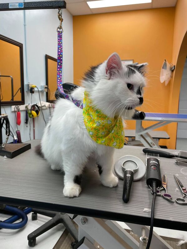 Cat after being groomed