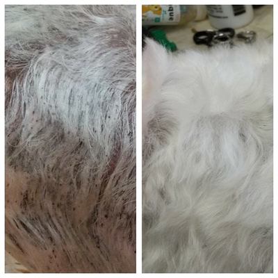 Before and after of dogs coat