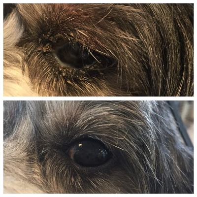 Before and after of dogs eyes