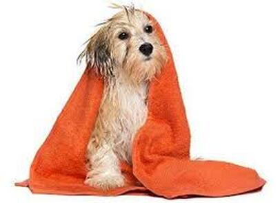 Dog in towel